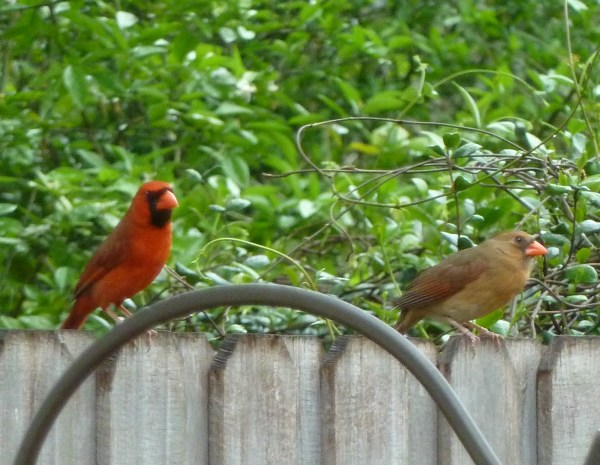 Some are on the fence