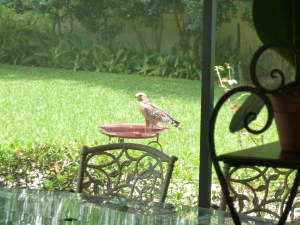 Not quite a Seahawk, but a still a hawk