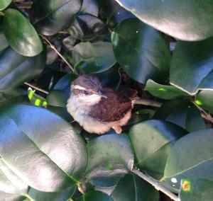 Carolina Wren hiding in bushes
