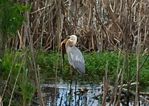 Another reason to like birds - they're great at catching snakes
